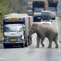 باج‌گیری یک فیل در روز روشن!