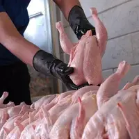 کاهش قیمت گوشت مرغ و روغن