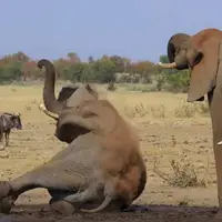  لحظه زمین خوردن یک فیل