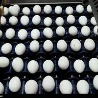 آغاز صادرات تخم مرغ ایران به سودان