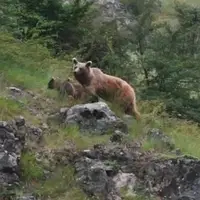 خرس قهوه‌ای و فرزندانش در ارتفاعات جنگل‌های هیرکانی