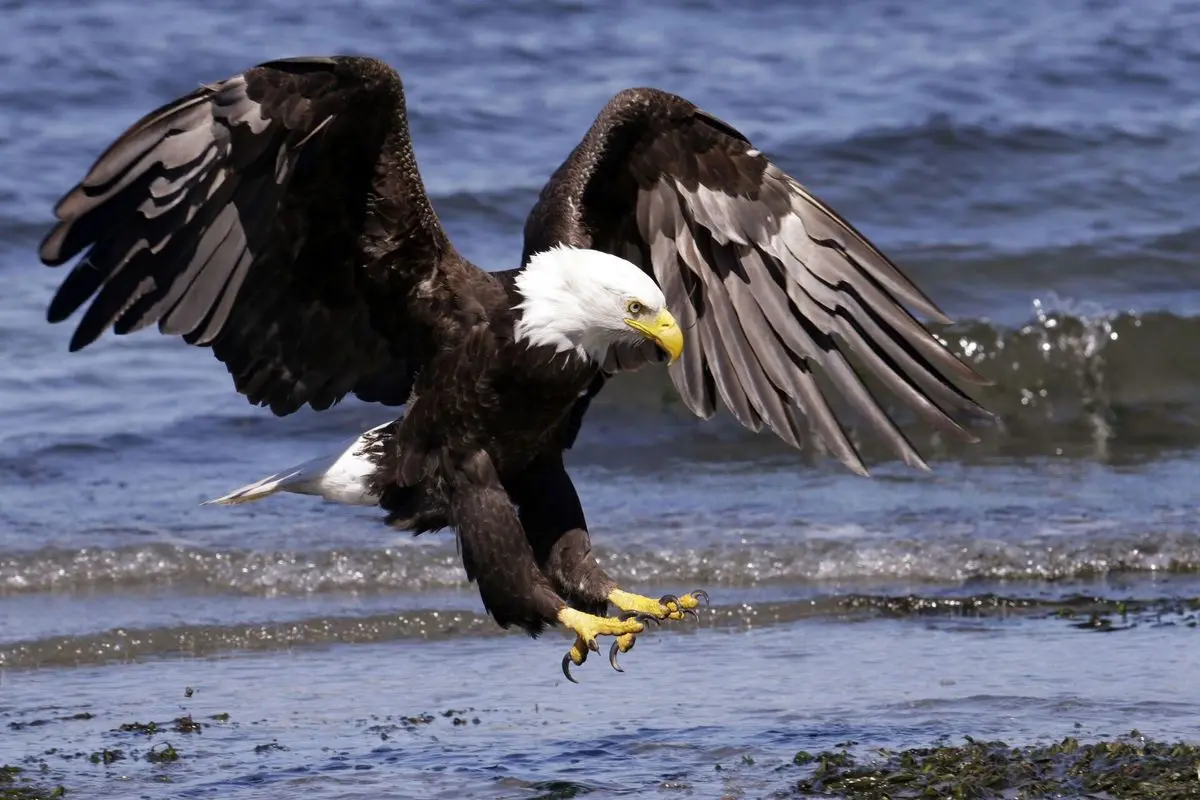 صحنه جالبی از شکار ماهی توسط عقاب 