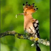  هوپوه اوراسیا پرنده کوچک و زیبا