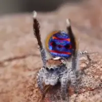 عنکبوت کوچک پیکاک که از چهار میلی‌متر فراتر نمی‌رود!