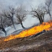 گوسفندان مانع آتش‌سوزی مراتع می‌شوند