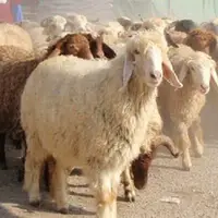 اظهارات کارشناس صنعت دام کشور درباره افزایش بالای قیمت دام سبک