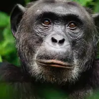 تفسیر زبان بدن شامپانزه‌ها