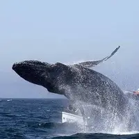 حمله نهنگ به قایق گردشگران