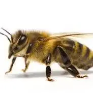 انسان از چشم زنبور عسل چه شکلی دیده میشه؟