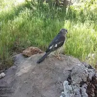 ویدیویی زیبا از رها کردن پرندگان در طبیعت  