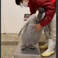 تلاش برای وزن کردن بچه پنگوئن امپراتور ۹۷ روزه 