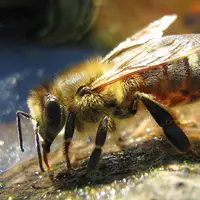 انسان از چشم زنبور عسل این شکلی دیده میشه 