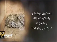 رهاسازی یک قلاده توله پلنگ در طبیعت نکا