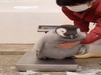 این بچه پنگوئن امپراطور شگفت زده تان می کند 