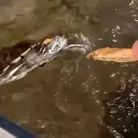 اشتهای عجیب لاک پشت برای خوردن ماهی کنسروی