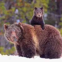 کلیپ بامزه از بازیگوشی های بچه خرس ها در کنار مادرشان