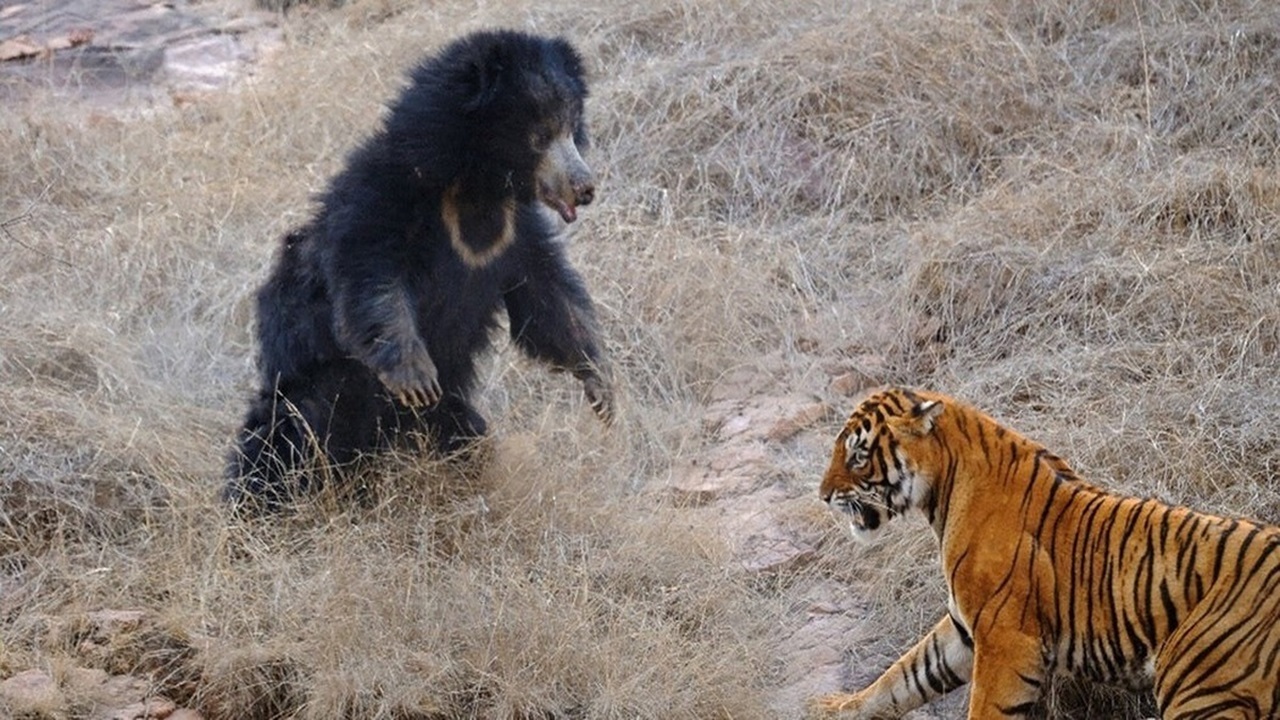 عاقبت حمله ببر به خرس تنبل سیاه 