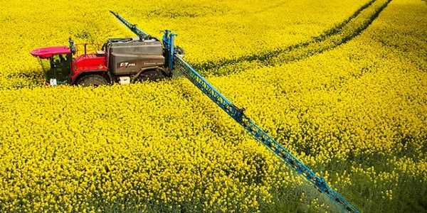 افزایش 109 درصدی برداشت کلزا در کردستان