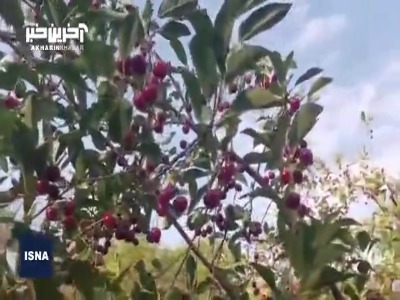 ملایر، قطب تولید آلبالو در کشور
