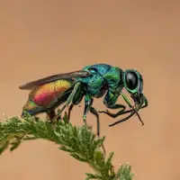 نمای ماکرو از زنبور فاخته‌ رنگین‌کمان