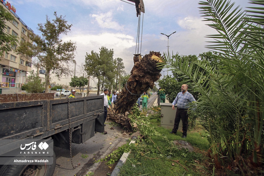 شکستگی درختان بر اثر وزش باد شدید در شیراز