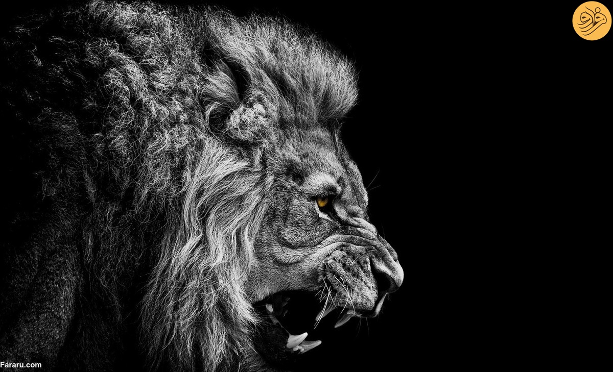 صدای بلند غرش شیر