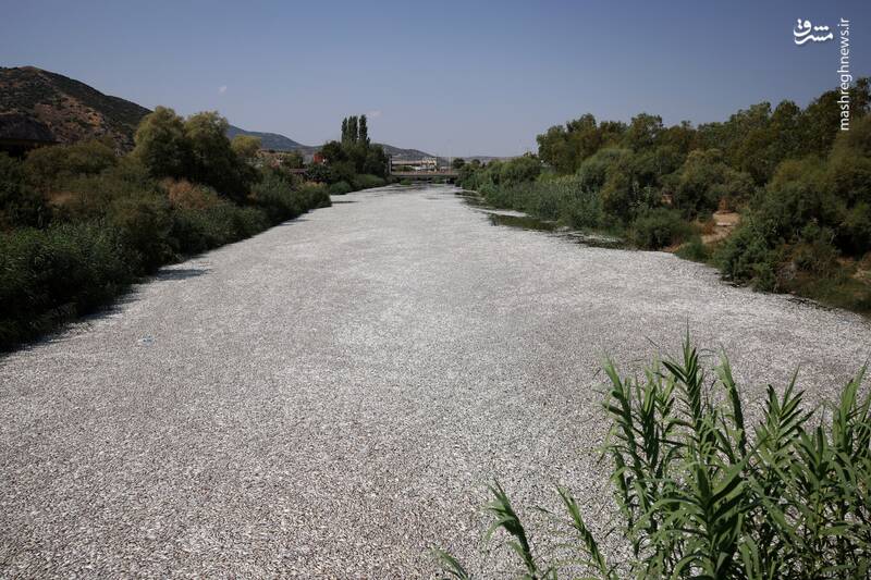 عکس/ مرگ ماهی‌ها در رودخانه یونان