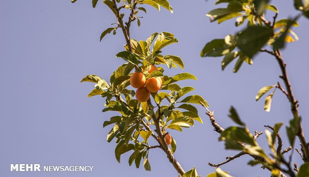 آلو میوه ای با خواص درمانی