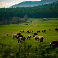 زیبایی مراتع سرسبز استان گلستان