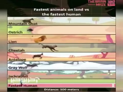 مقایسه جالب سرعت انسان و حیوانات در دوی ۵٠٠ متر 