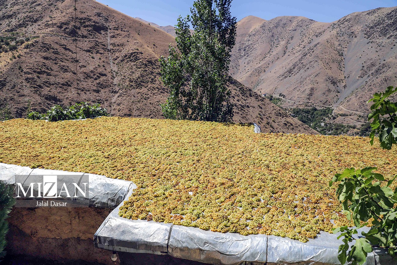 عکس/ کشمش گیری سنتی بولاو در کردستان