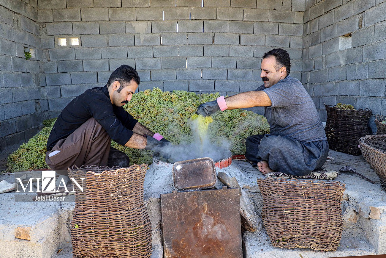 عکس/ کشمش گیری سنتی بولاو در کردستان