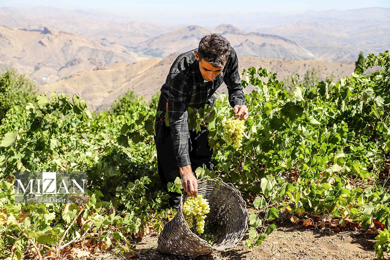 عکس/ کشمش گیری سنتی بولاو در کردستان