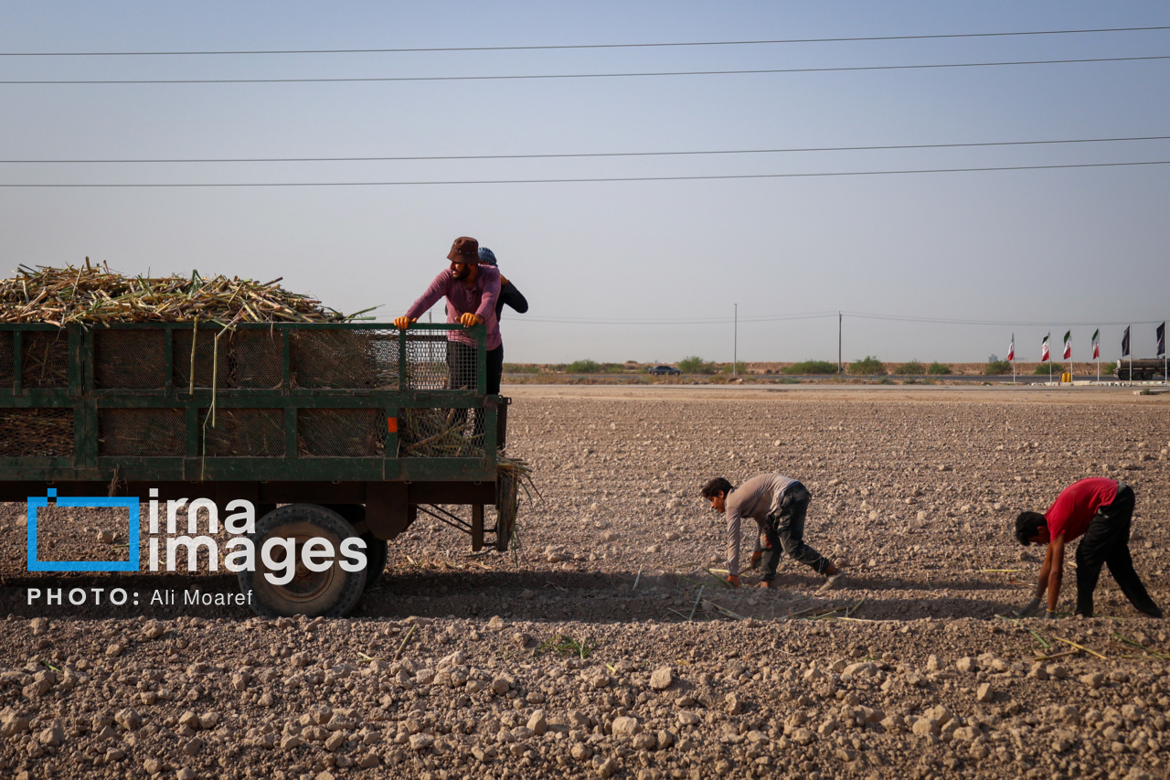 کشت نیشکر در گرمای هوای خوزستان