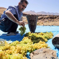 عکس/ کشمش گیری سنتی بولاو در کردستان