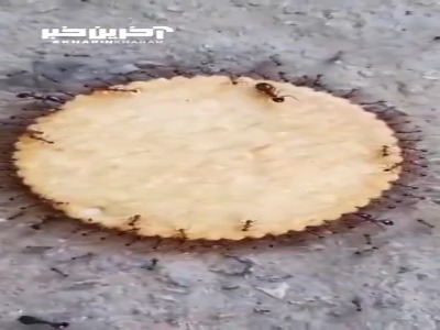 هماهنگی و اتحاد جالب مورچه ها