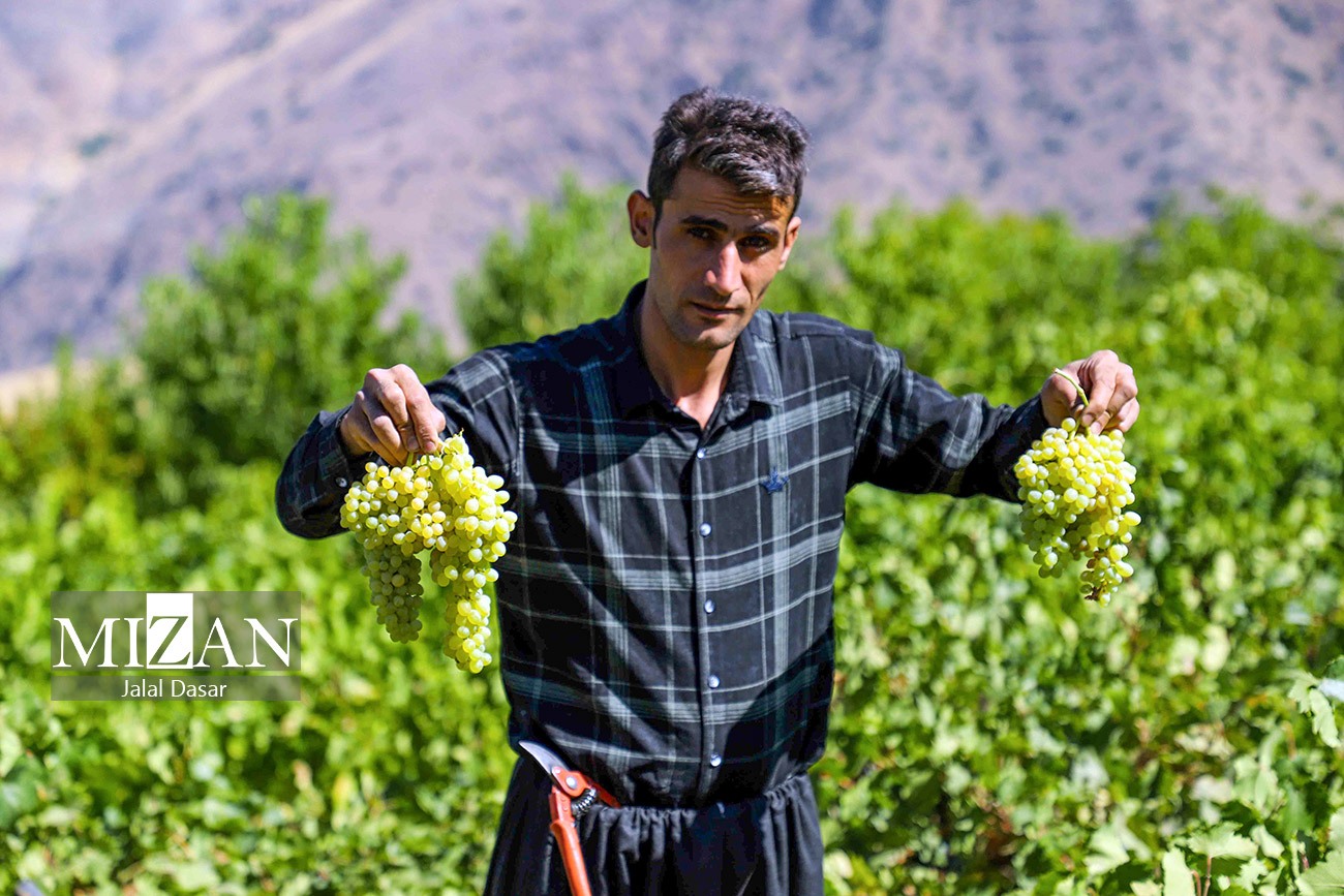 عکس/ کشمش گیری سنتی بولاو در کردستان