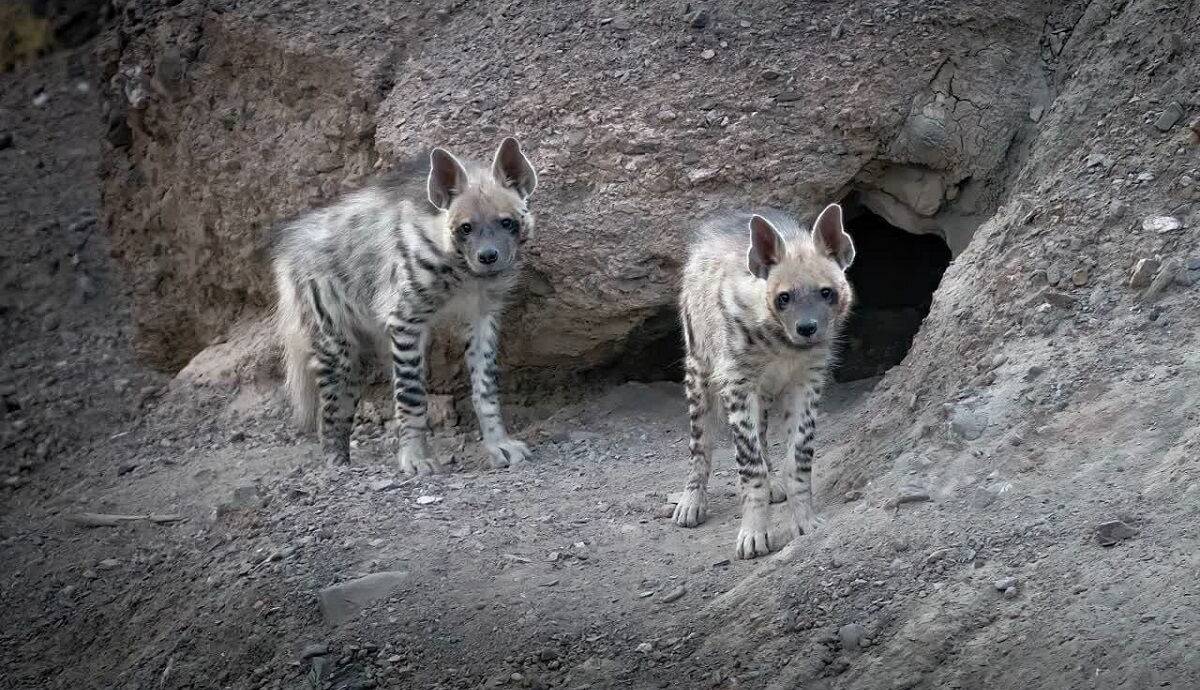 حمله کفتارها به اهالی روستای آدوری بم ۲ زخمی بر جا گذاشت