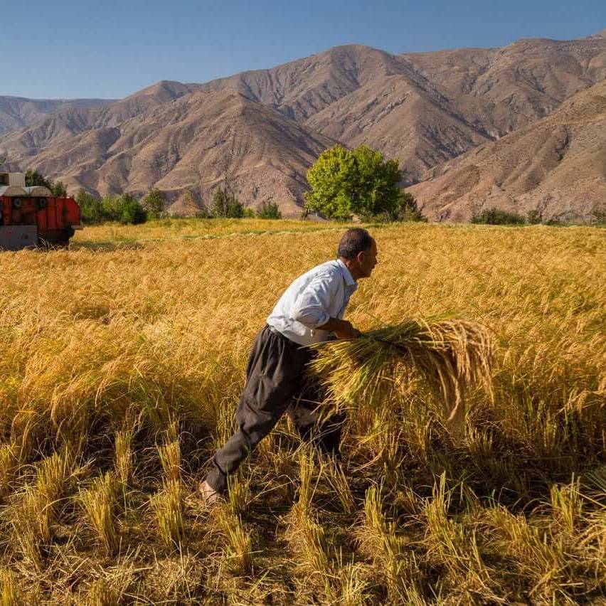 پرداخت بخش دیگری از مطالبه گندم‌کاران چهارمحال و بختیاری 