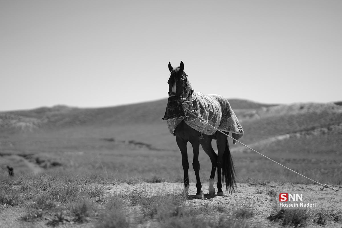 کورس اسب دوانی تابستانه در خراسان شمالی