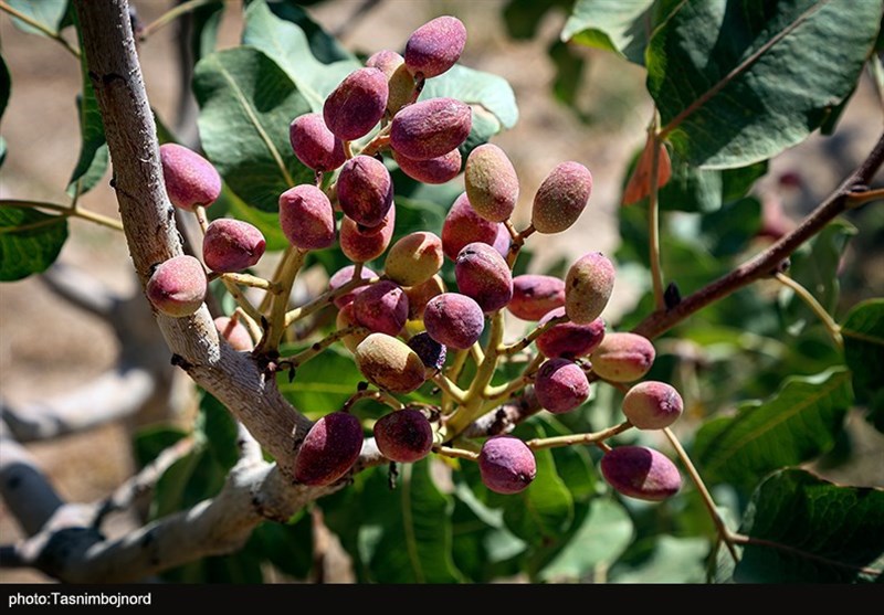 برداشت ۱۲۰ تن پسته از باغات لرستان