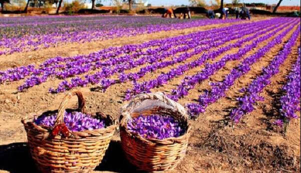 پیش‌بینی برداشت ۱۶۰۰ کیلوگرم کلاله زعفران در چهارمحال و بختیاری