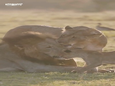 سلطان جنگل با خانواده رفته گردش