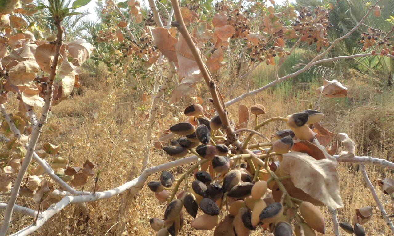 دمای بالای 50 درجه، پسته‌کاران بافقی را نقره‌داغ کرد؛ خسارت 11 هزار میلیارد ریالی