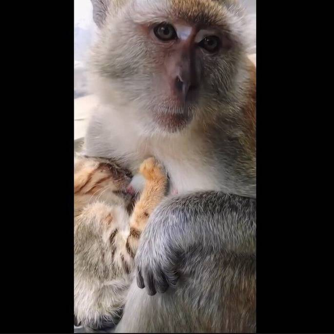 میمون مهربان در نقش مادر برای بچه گربه