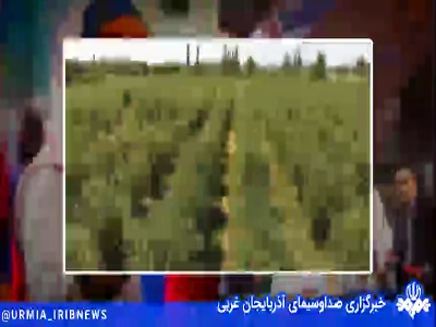 کشت پسته و گردو در بیش از 3 هزار هکتار در منطقه آزاد ماکو