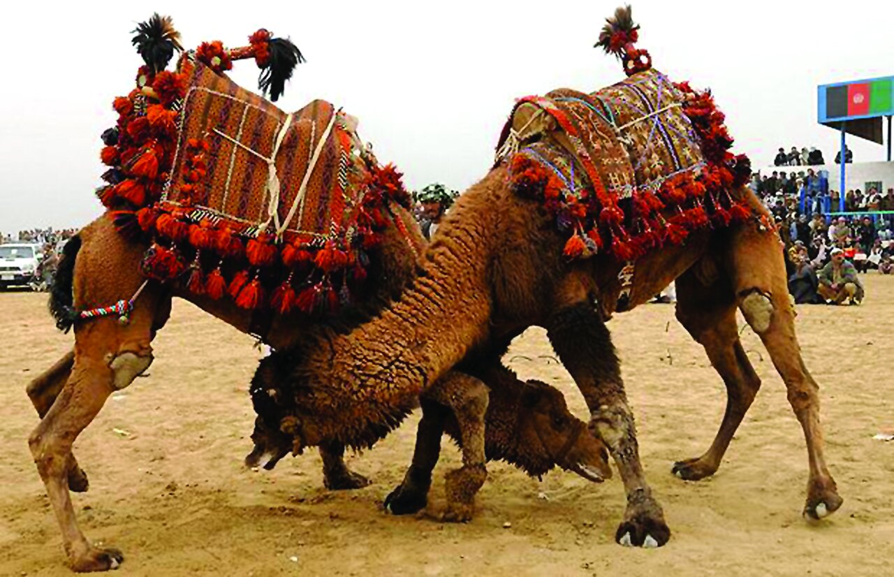 دعوای سخت بین دو شتر در جاده