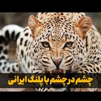 چشم در چشم با پلنگ ایرانی