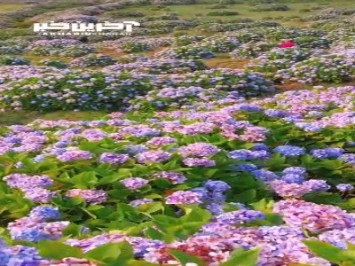 نمایی از مزارع گل ادریسی وحشی در جزیره فلورانس، پرتغال