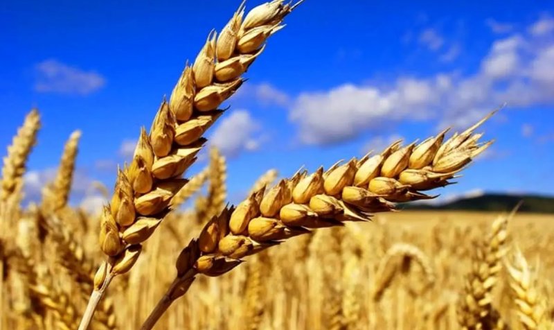برداشت گندم در لرستان به ۵۴۰ هزار تن رسید